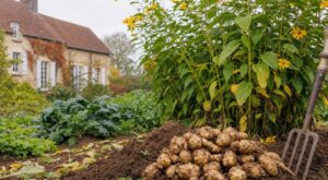 Ce légume oublié survit au gel, à la sécheresse et repousse seul : l&rsquo;erreur serait de s&rsquo;en passer au potager