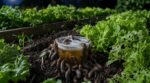 Ce piège à limaces très utilisé ruine vos salades et aggrave l’invasion sans que vous le sachiez