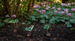 Ce tubercule d&rsquo;ombre que les paysagistes plantent en plein été va réveiller votre jardin dès la rentrée