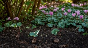Ce tubercule d&rsquo;ombre que les paysagistes plantent en plein été va réveiller votre jardin dès la rentrée