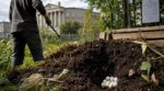 Ces petits œufs blancs dans votre jardin : le geste interdit qui peut vous valoir 3 ans de prison