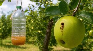 Ces petits trous ronds sur vos pommes annoncent une catastrophe : ce piège à 2 € peut encore sauver votre verger