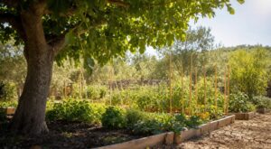 Cet arbre méditerranéen planté près du potager sauve le sol en canicule : les anciens savaient pourquoi le mettre là