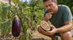Cette erreur au potager rend vos aubergines très amères et gâche vos plats : des jardiniers la font sans le savoir