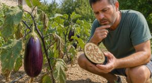 Cette erreur au potager rend vos aubergines très amères et gâche vos plats : des jardiniers la font sans le savoir