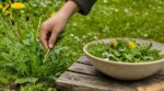 Cette mauvaise herbe du jardin que vous arrachez sans réfléchir est en réalité une salade sauvage délicieuse