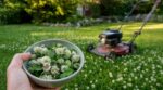 Cette petite fleur blanche de votre pelouse se mange, est très nutritive et vous la tondez chaque semaine