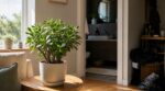 Cette plante porte-bonheur quasi increvable supporte l’oubli d’arrosage, mais ne la mettez surtout pas ici chez vous