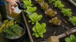 Cette plante sauvage en potion de grand-mère fait fuir les limaces avant qu’elles ne rasent vos salades