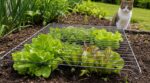 Chats du voisin : ce simple ustensile de cuisine posé sur mes salades a sauvé tout mon potager en une nuit