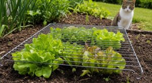 Chats du voisin : ce simple ustensile de cuisine posé sur mes salades a sauvé tout mon potager en une nuit