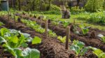 Chats qui ravagent le potager : cette astuce naturelle protège vos plantations sans les traumatiser