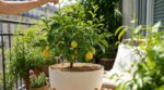 Citronnier en pot : cette façon de le laisser pousser en été étouffe vos citrons, la vraie solution surprend