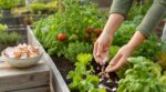 Coquilles d&rsquo;œufs : arrêtez de les jeter, ce qu&rsquo;en faisaient nos grands-mères change tout pour vos plantes au potager