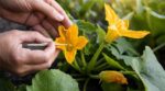 Courges qui tombent avant de grossir : ce geste discret entre 7 h et 10 h sauve 9 courges sur 10