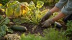 Courgettes épuisées : ce double geste de maraîcher évite de replanter et prolonge les récoltes jusqu’en octobre