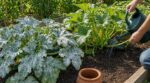 Courgettes : j’arrosais les feuilles le soir, ce maraîcher m’a montré le piège caché qui peut ruiner vos récoltes