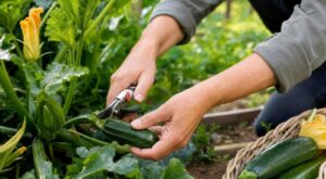 Courgettes molles en 48 h : ce geste banal à la récolte les condamne, les maraîchers ne le font jamais
