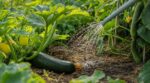En été, si vous arrosez vos courgettes et concombres à ce moment-là, vous évitez l’oïdium et jusqu’à 50 % d’eau perdue