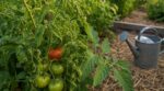 Feuilles de tomates qui s’enroulent : ce signe trompeur et quand il annonce le pire pour votre récolte