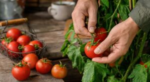Fini les tomates molles en 3 jours : ce geste sur la tige à la récolte peut littéralement doubler leur conservation