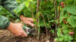 Framboises : ce geste de 5 minutes après la cueillette pour ne pas rater la deuxième récolte de septembre