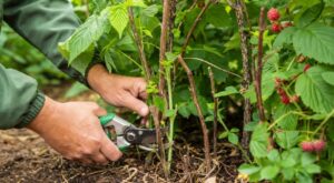 Framboises : ce geste de 5 minutes après la cueillette pour ne pas rater la deuxième récolte de septembre