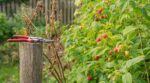 Framboisiers : cette taille d’automne que tout le monde fait ruine la prochaine récolte sans que vous le voyiez