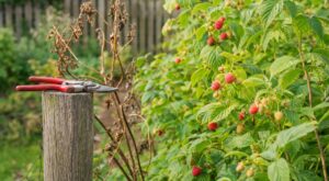 Framboisiers : cette taille d’automne que tout le monde fait ruine la prochaine récolte sans que vous le voyiez