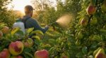 Fruits brûlés sur l&rsquo;arbre : ce produit à base de pin protège tout votre verger avant la prochaine canicule