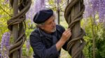 Glycine de Chine ou du Japon : cette astuce méconnue sur les tiges pour ne plus vous tromper au jardin