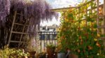 Glycine sur le treillis : pourquoi les jardiniers la remplacent par cette grimpante qui couvre en quelques semaines