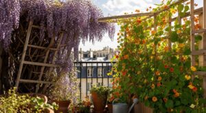 Glycine sur le treillis : pourquoi les jardiniers la remplacent par cette grimpante qui couvre en quelques semaines
