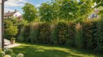 Haie de thuya pour se cacher des voisins : cette erreur étouffe le jardin, ce que les paysagistes font à la place