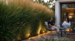 Haies de thuya abandonnées : cette herbe géante qui pousse seule cache enfin votre jardin des voisins