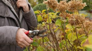 Hortensias : ne faites plus ce coup de sécateur en automne, il peut supprimer toutes vos fleurs l’été prochain