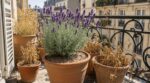 J’ai oublié d’arroser cette plante méditerranéenne avant de partir : en rentrant, j’ai compris qu’on l’arrosait trop