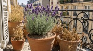 J’ai oublié d’arroser cette plante méditerranéenne avant de partir : en rentrant, j’ai compris qu’on l’arrosait trop