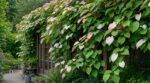 Jardin : ce kiwi d’ornement au feuillage rose et blanc sublime vos murs si vous évitez cette erreur à la plantation