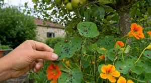 Jardin : cette erreur que tout le monde fait avec ces fleurs couvertes de pucerons renvoie l’invasion sur vos fruitiers