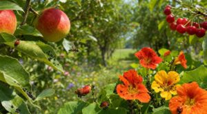 Jardin : cette fleur couverte de pucerons noirs protège vos fruitiers, l&rsquo;arracher est la pire erreur au verger