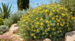 Jardin sec : cet arbuste méditerranéen jaune et parfumé supporte la canicule, mais il ne pardonne pas une erreur