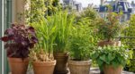 Jardin tempéré : ces 6 plantes aromatiques venues d’ailleurs supportent nos hivers et vont changer vos plats