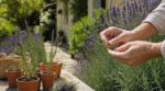 Lavande : ce geste de juillet à faire avant de tailler permet de cloner vos plants gratuitement à l’infini