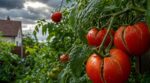 Les maraîchers n’en peuvent plus : cette pluie après la canicule ruine vos tomates en silence (et comment y échapper)