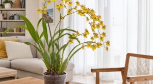 Marre de voir mourir vos Phalaenopsis ? Cette orchidée tropicale avec réservoir d&rsquo;eau intégré pardonne tout