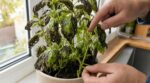 Mon basilic avait des feuilles noires, trouées et sans odeur : ce geste de taille oublié d’un jardinier l’a sauvé