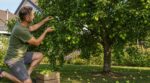 Mon voisin fait toujours ce geste surprenant avec son pommier en juillet : ceux qui l&rsquo;ignorent perdent leur récolte