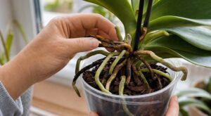 Orchidée Phalaenopsis : cette erreur avec le pot et l’eau asphyxie vos racines et ruine toutes vos futures fleurs