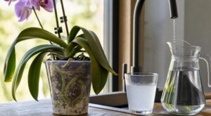 Orchidée qui dépérit : cette erreur avec l’eau du robinet la condamne en silence (et vous la faites sûrement)